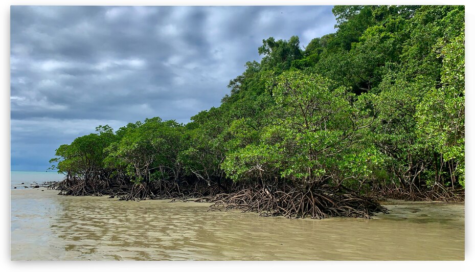 Mangroves by Jimmy Roy Photos