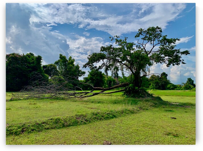 Life  and Death by Jimmy Roy Photos