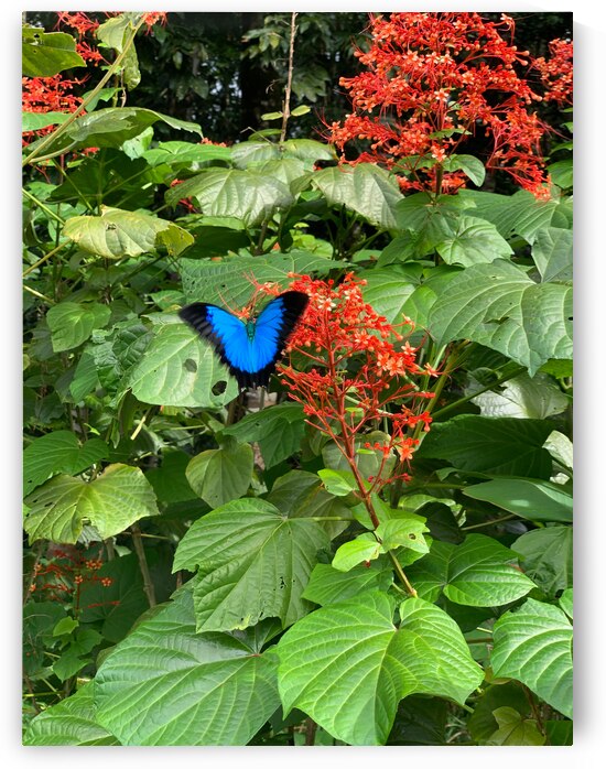 The Blue Butterfly by Jimmy Roy Photos