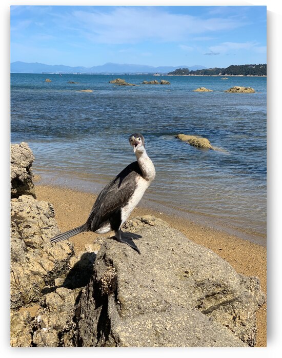 Angry Bird by Jimmy Roy Photos