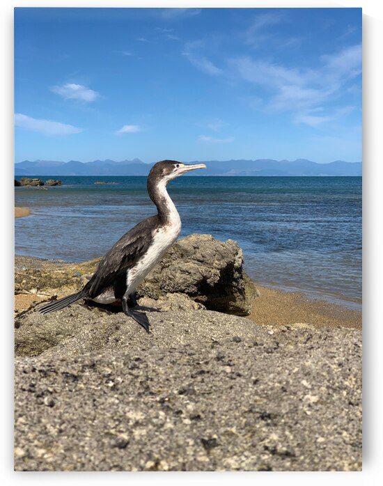 Bird Looking Straight Ahead by Jimmy Roy Photos