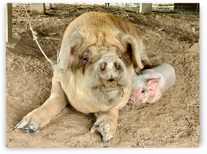 Hello Piggy by Jimmy Roy Photos