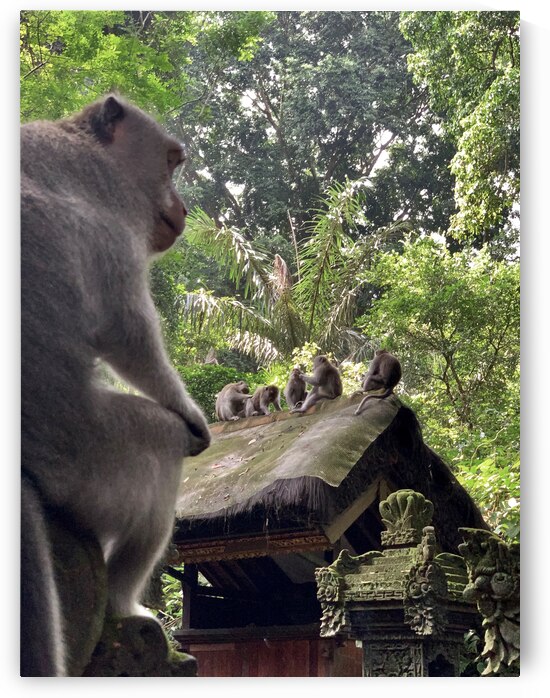 Monkeys on the Roof by Jimmy Roy Photos
