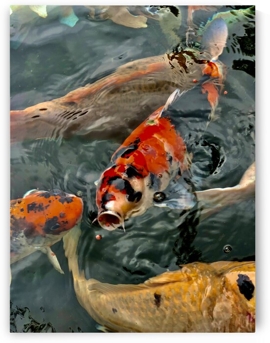 Plenty of Colorful Fish by Jimmy Roy Photos