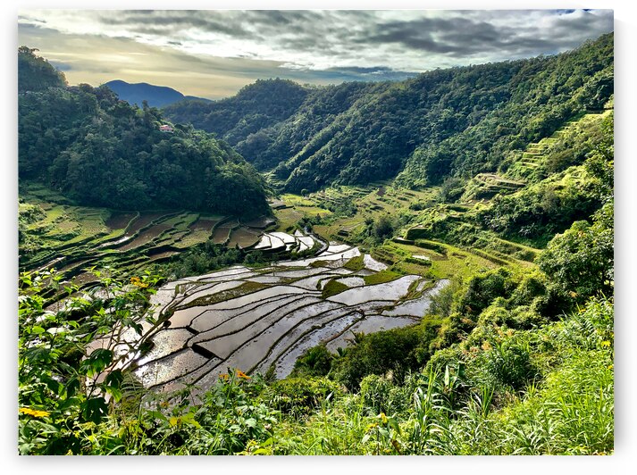 Nice Watery Rice Fields by Jimmy Roy Photos