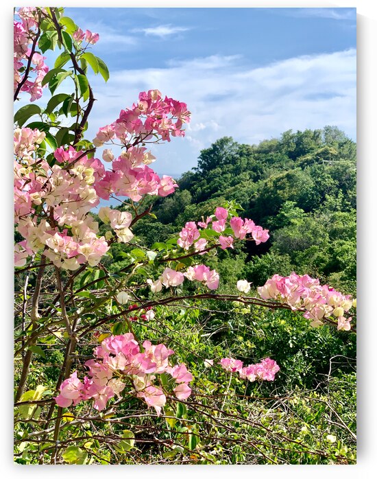 Pretty Pink Flowers by Jimmy Roy Photos