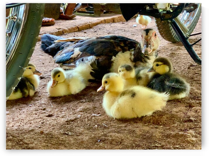 The Duck Family by Jimmy Roy Photos