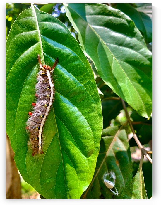 Caterpillar on a Leaf by Jimmy Roy Photos