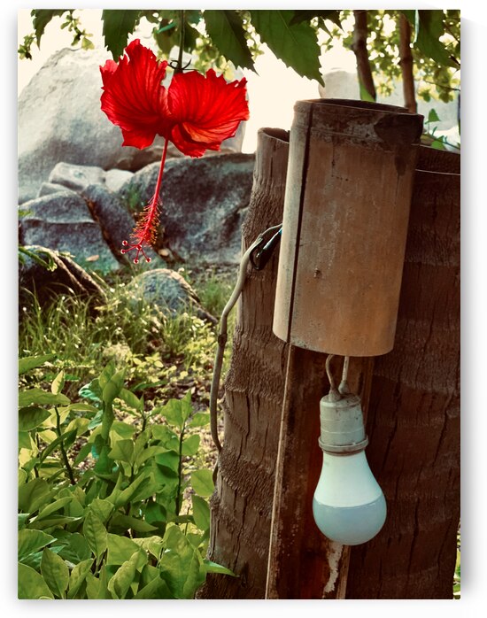 Red Flower & Homemade Lamp in Thailand by Jimmy Roy Photos