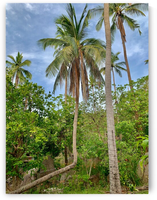 L Palm Tree by Jimmy Roy Photos