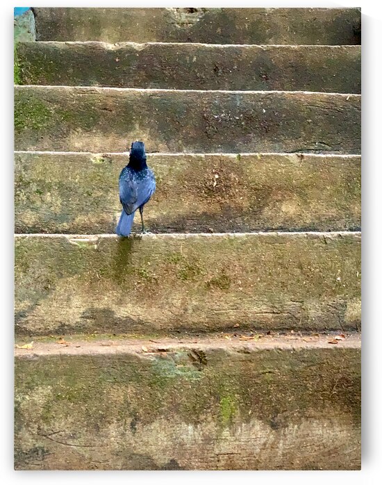 Bird Climbing the Stairs by Jimmy Roy Photos
