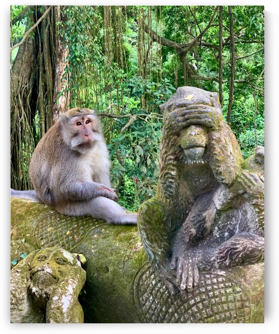 Are you for Real Monkey  by Jimmy Roy Photos