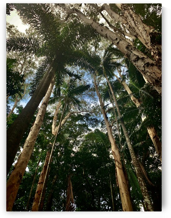 Look Up at the Trees by Jimmy Roy Photos