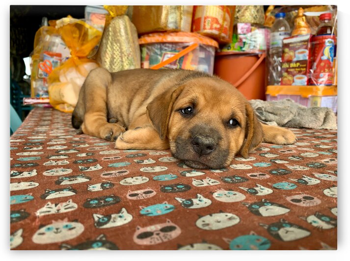 Sleepy Puppy by Jimmy Roy Photos