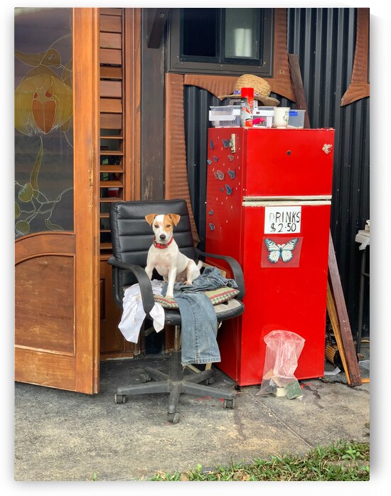 The Red Fridge and the Dog 2 by Jimmy Roy Photos