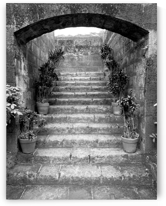 BW Stairs  Plants by Jimmy Roy Photos