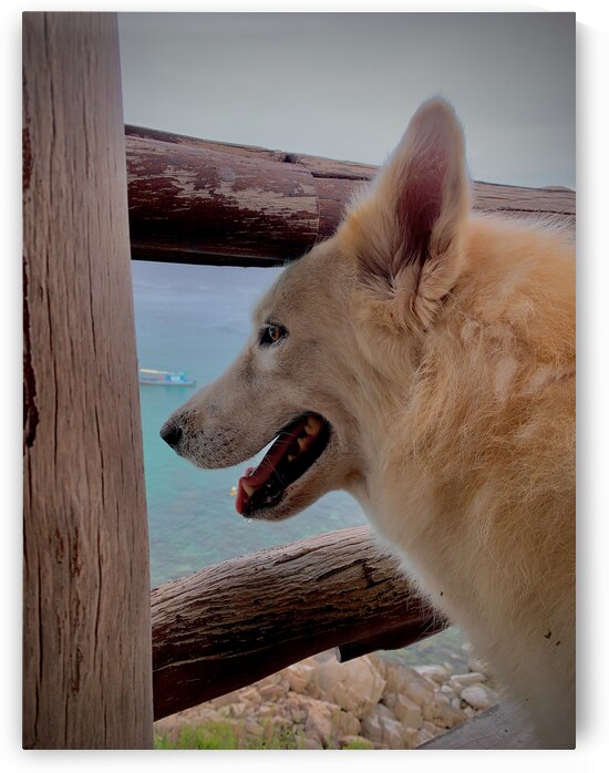 Beatiful White Dog Looking at the Sea by Jimmy Roy Photos