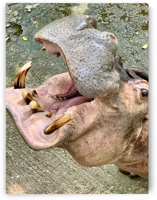 Hippos Teeth by Jimmy Roy Photos