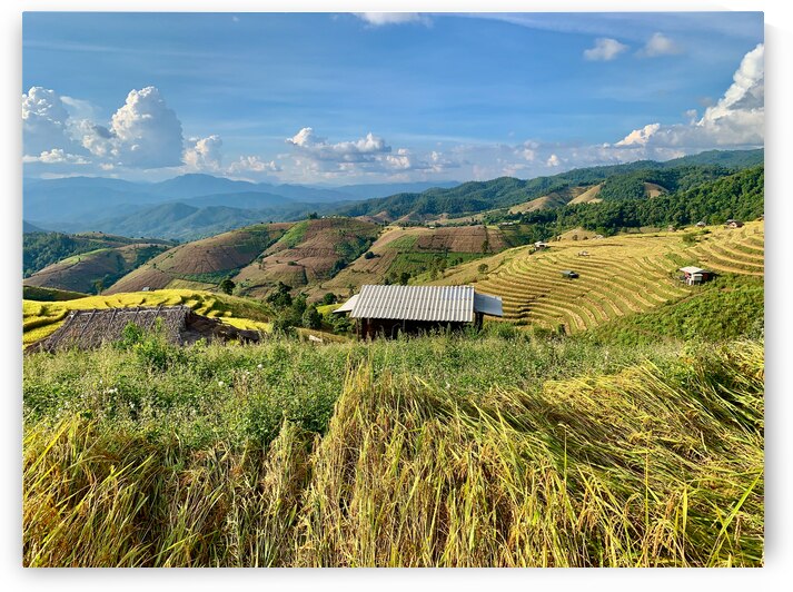 Colorful Rice Fields by Jimmy Roy Photos