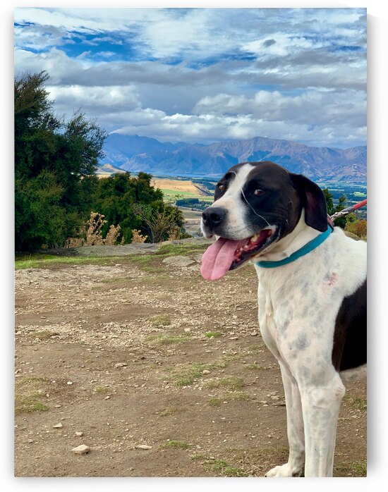 Dog on Mount Iron New Zealand by Jimmy Roy Photos