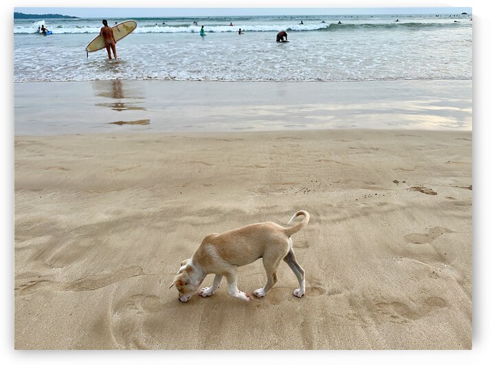 Puppy Walking on the Beach by Jimmy Roy Photos
