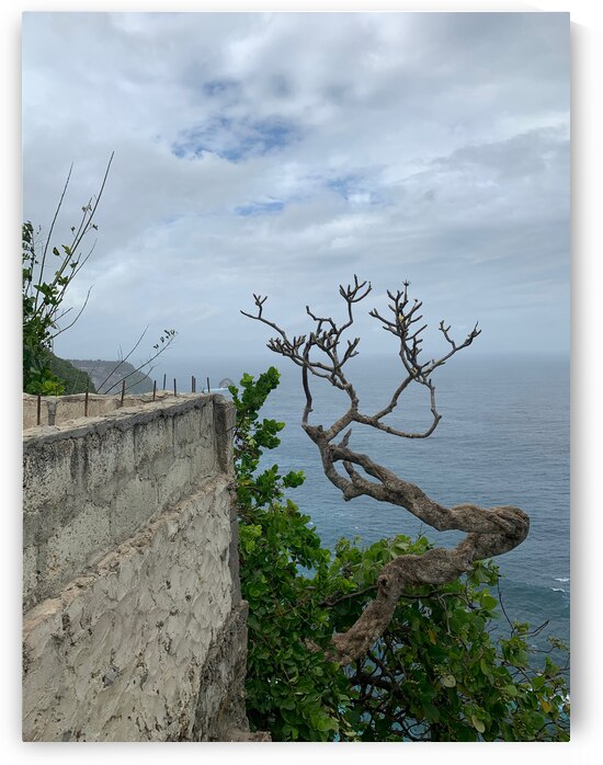 The Tree  The Wall by Jimmy Roy Photos