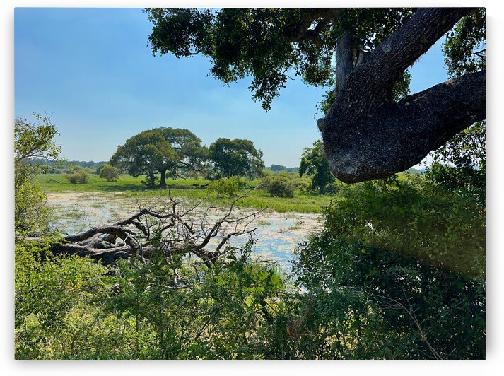 Yala National Park Sri Lanka 3 by Jimmy Roy Photos