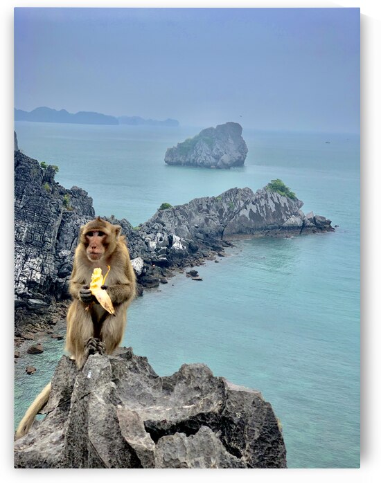 Monkey Eating a Banana by Jimmy Roy Photos