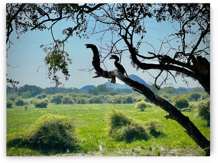 Yala National Park Sri Lanka 4 by Jimmy Roy Photos