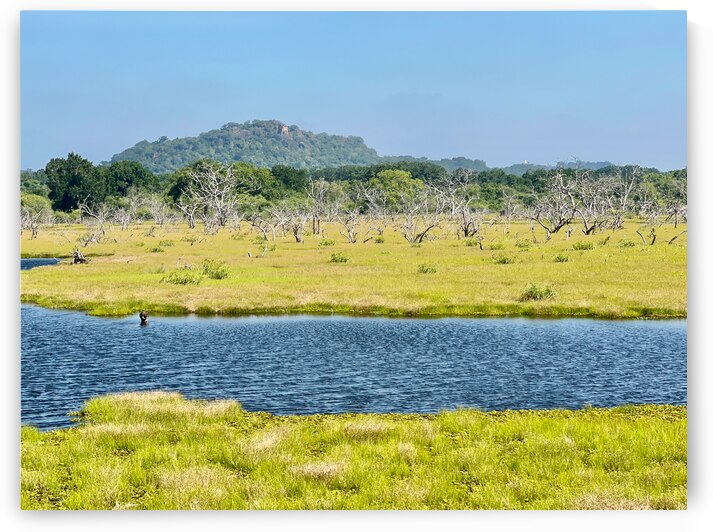 Yala National Park Sri Lanka by Jimmy Roy Photos