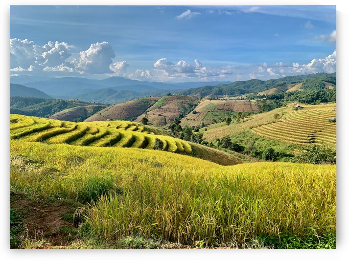 Amazing Rice Fields by Jimmy Roy Photos