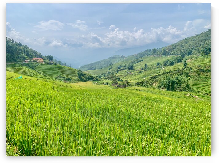 Rice Fields in Sapa 2 by Jimmy Roy Photos