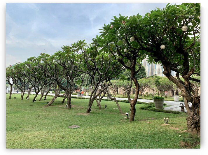 Tree in Line by Jimmy Roy Photos