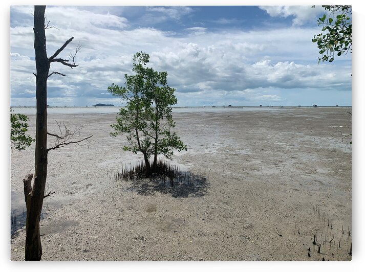 The Lonely Tree 2 by Jimmy Roy Photos
