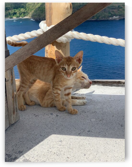 Kitties with a View by Jimmy Roy Photos