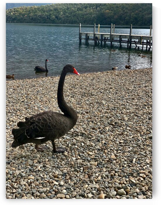 Black Swan by the Lake by Jimmy Roy Photos