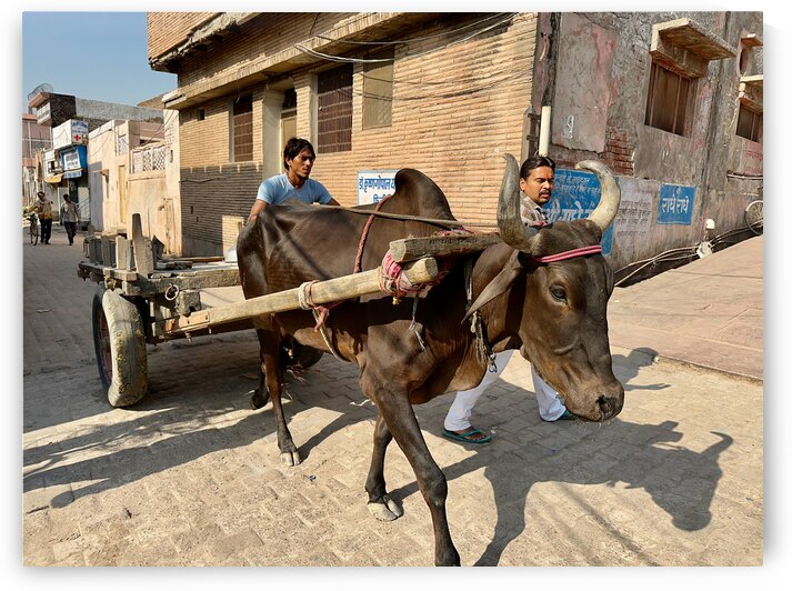 Special Delivery by Jimmy Roy Photos