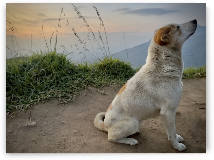 Ella Mountain Dog by Jimmy Roy Photos