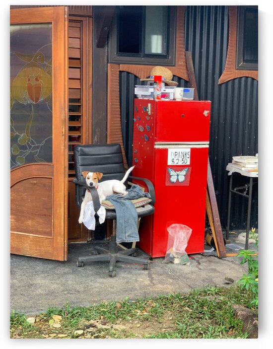 The Red Fridge and the Dog 1 by Jimmy Roy Photos