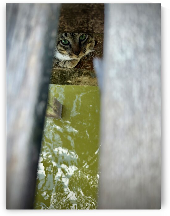 Kampong Ayer Floating Village Brunei 5 by Jimmy Roy Photos