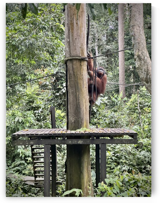 Kabili Sepilok Forest Reserve Orangutans 2 by Jimmy Roy Photos
