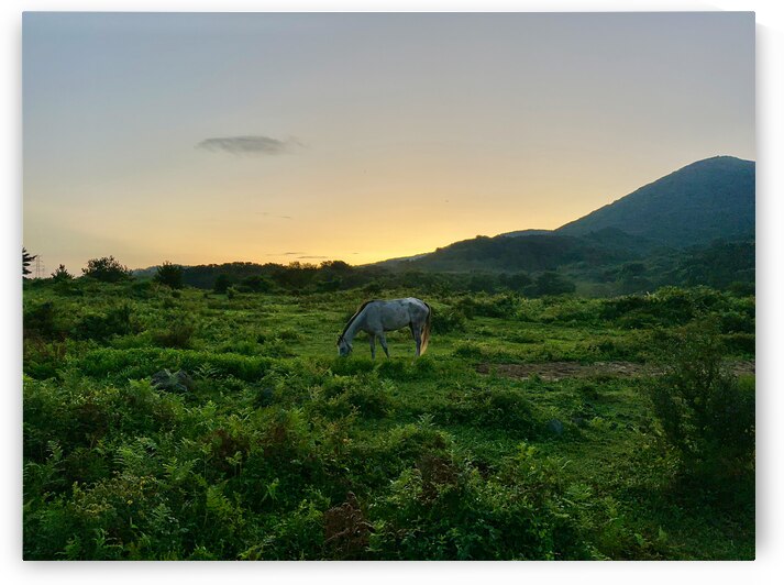 A Horse at Sunrise Jeju South Korea by Jimmy Roy Photos