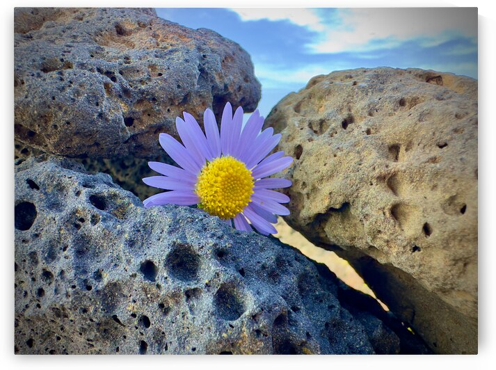 Flower on the Rocks Udo South Korea by Jimmy Roy Photos