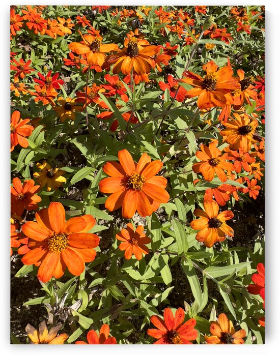 Orange Flowers Seoul South Korea by Jimmy Roy Photos