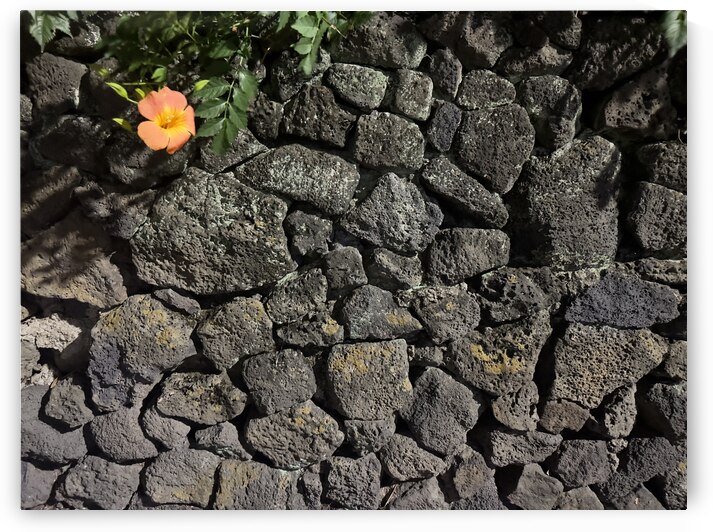 The Black Wall and the Orange Flower Jeju Korea by Jimmy Roy Photos