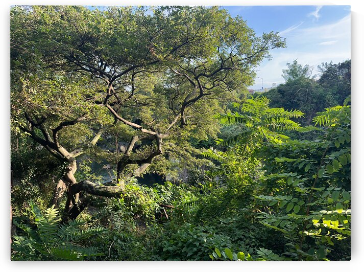 Around Jeju City South Korea 8 by Jimmy Roy Photos