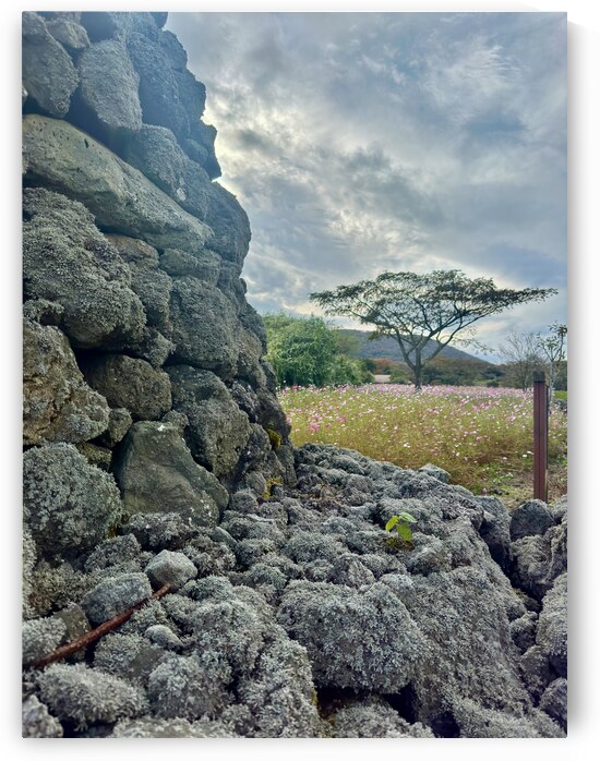 Stone Park Jeju South Korea 7 by Jimmy Roy Photos