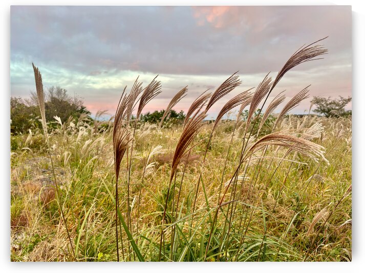Stone Park Jeju South Korea 10 by Jimmy Roy Photos