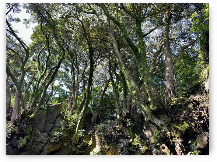 Trees Roots Jeju South Korea by Jimmy Roy Photos