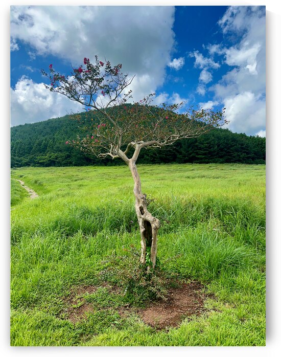 The Tree Jeju South Korea by Jimmy Roy Photos